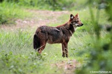 Siam-Goldschakal (Canis aureus cruesemanni) im Kui Buri National Park, Thailand