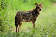 Siam-Goldschakal (Canis aureus cruesemanni) im Kui Buri National Park, Thailand