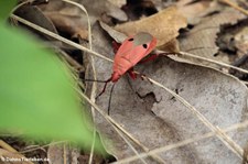 Probergrothius nigricornis im Kuiburi National Park, Thailand