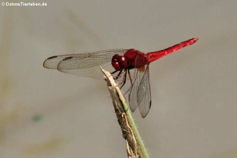 Crocothemis servilia servilia