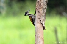 Feuerrückenspecht (Dinopium javanense) im Kui Buri National Park, Thailand