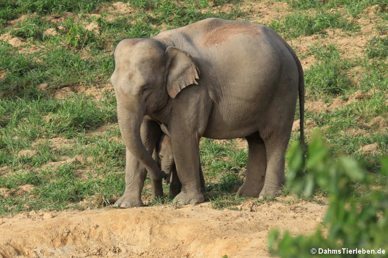 Indische Elefanten (Elephas maximus indicus)