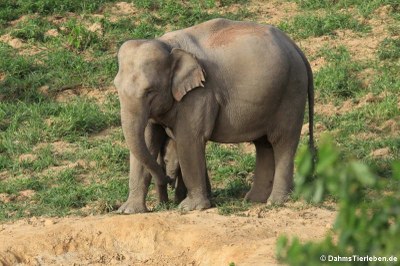 Indische Elefanten (Elephas maximus indicus)