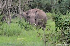 Asiatische Elefanten (Elephas maximus indicus) im Kui Buri National Park, Thailand