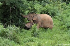 Asiatische Elefanten (Elephas maximus indicus) im Kui Buri National Park, Thailand