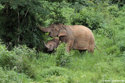 Indische Elefanten (Elephas maximus indicus)