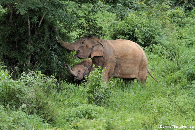 Indische Elefanten (Elephas maximus indicus)