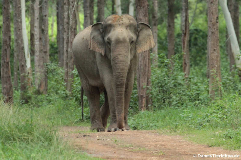 Indischer Elefant (Elephas maximus indicus)