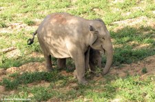Asiatische Elefanten (Elephas maximus indicus) im Kui Buri National Park, Thailand
