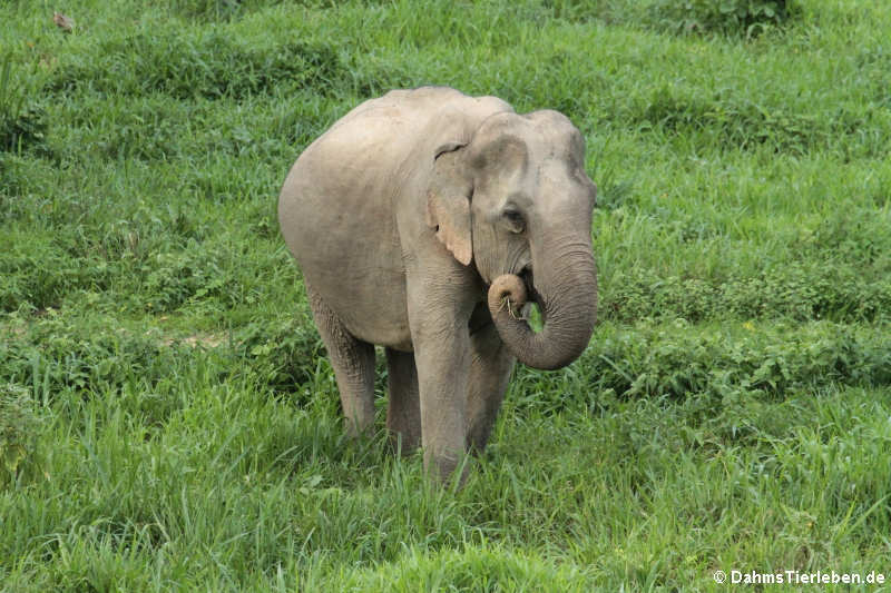 Indischer Elefant (Elephas maximus indicus)