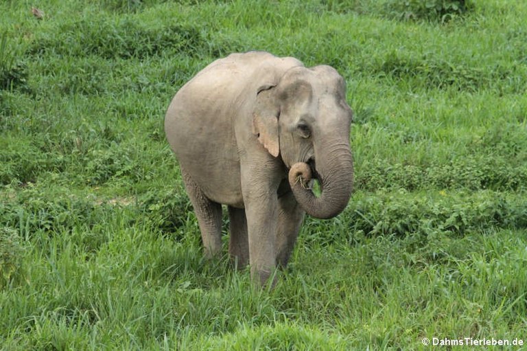 Elephas maximus indicus