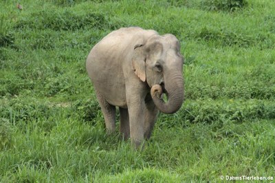 Indischer Elefant (Elephas maximus indicus)