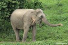 Asiatischer Elefant (Elephas maximus indicus) im Kui Buri National Park, Thailand