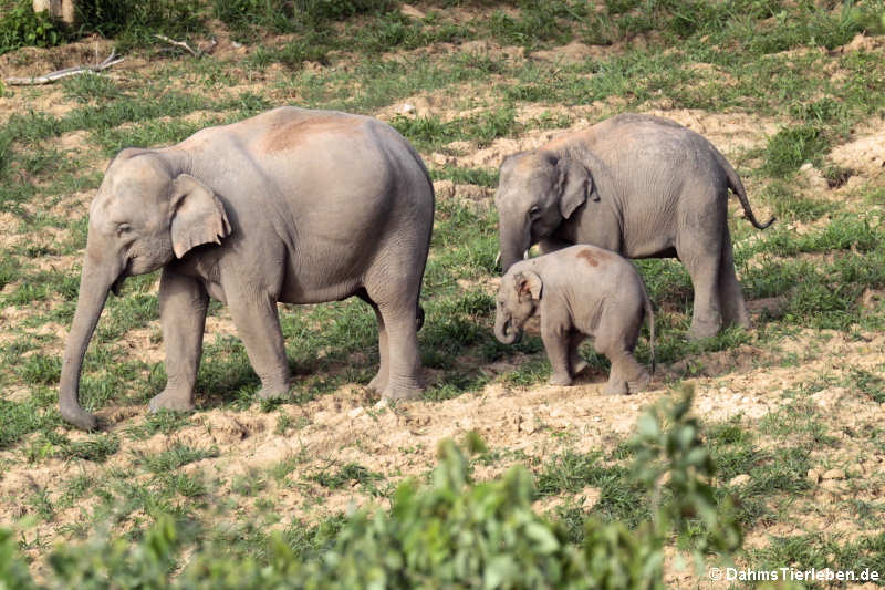 Indische Elefanten (Elephas maximus indicus)