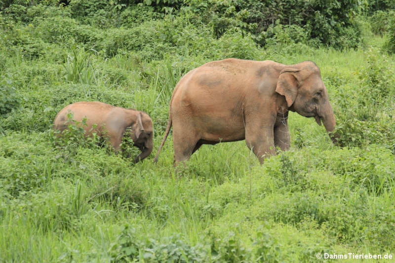 Indische Elefanten (Elephas maximus indicus)