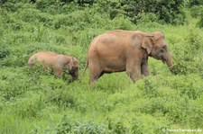 Asiatische Elefanten (Elephas maximus indicus) im Kui Buri National Park, Thailand