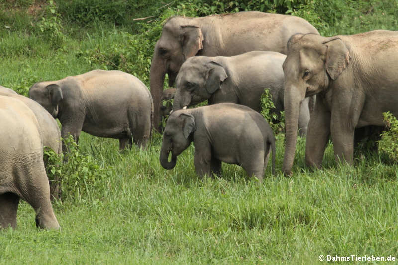 Indische Elefanten (Elephas maximus indicus)