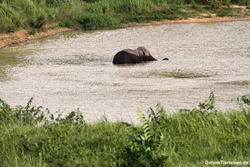 Elephas maximus indicus