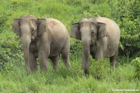 Elefanten im Kuiburi National Park