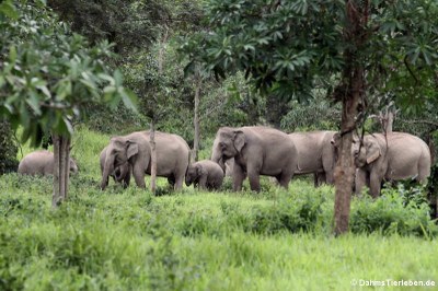 Indische Elefanten (Elephas maximus indicus)