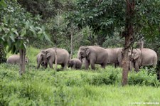 Asiatische Elefanten (Elephas maximus indicus) im Kui Buri National Park, Thailand