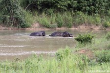 Asiatische Elefanten (Elephas maximus indicus) im Kui Buri National Park, Thailand