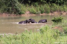 Asiatische Elefanten (Elephas maximus indicus) im Kui Buri National Park, Thailand