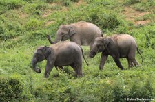 Asiatische Elefanten (Elephas maximus indicus) im Kui Buri National Park, Thailand