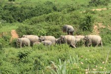 Asiatische Elefanten (Elephas maximus indicus) im Kui Buri National Park, Thailand