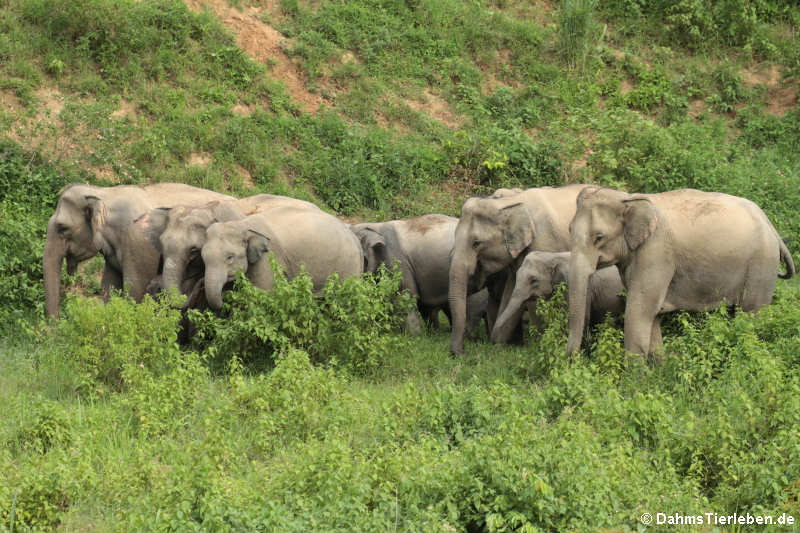 Elefanten aus Thailand (Elephas maximus indicus)