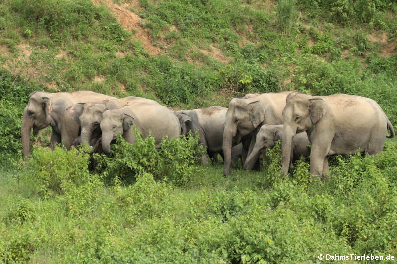 Indische Elefanten (Elephas maximus indicus)