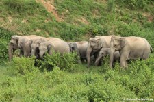 Asiatische Elefanten (Elephas maximus indicus) im Kui Buri National Park, Thailand