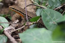 Bronzeskink (Eutropis macularia) im Kui Buri National Park, Thailand