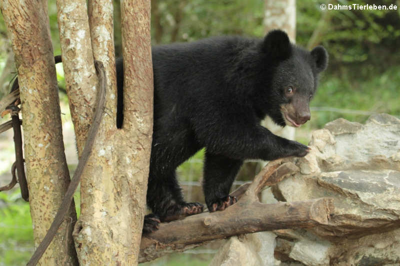 Malaienbär (Helarctos malayanus malayanus)