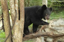 Malaienbär (Helarctos malayanus malayanus) im Kui Buri National Park, Thailand 