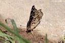 Junonia lemonias lemonias