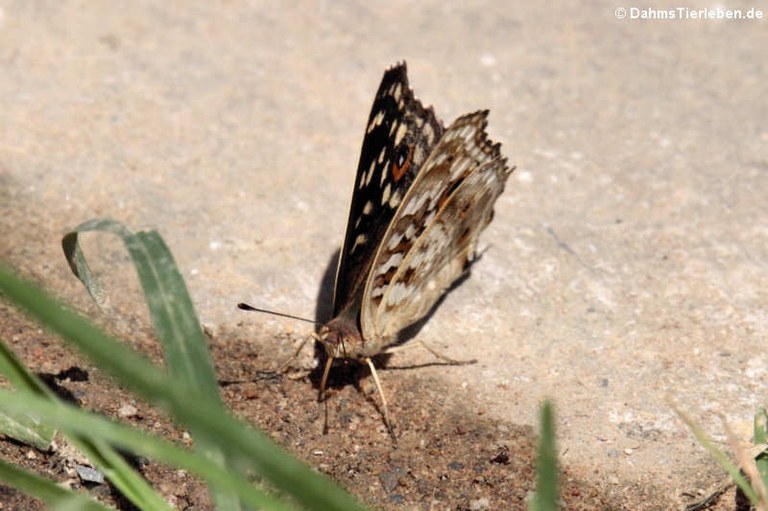 Junonia lemonias lemonias