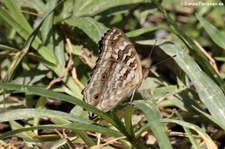 Junonia lemonias lemonias im Kuiburi National Park, Thailand