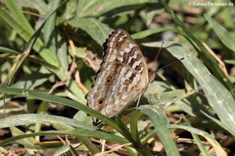 Junonia lemonias lemonias