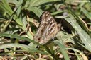 Junonia lemonias lemonias