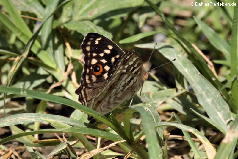 Schmetterling (Junonia lemonias lemonias)