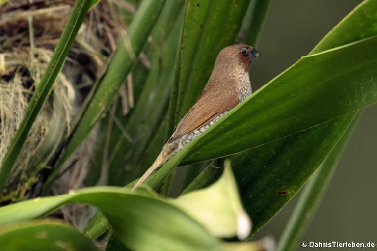 Lonchura punctulata