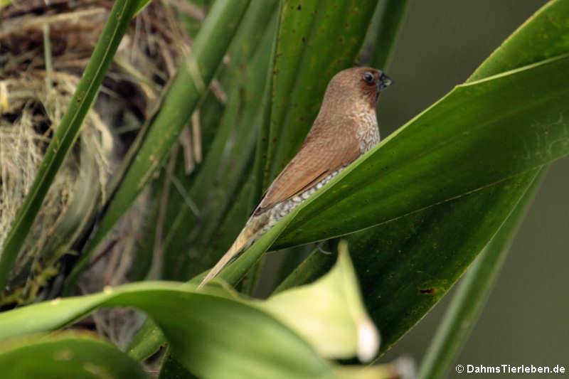 Muskatamadine (Lonchura punctulata)