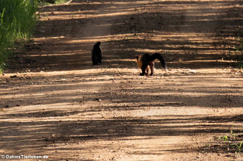 Buntmarder Martes flavigula-2