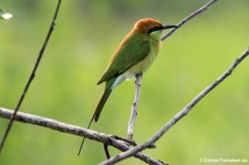 Smaragdspint (Merops orientalis ferrugeiceps) im Kui Buri National Park, Thailand