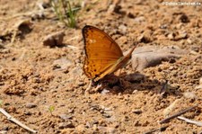 Phalanta alcippe alcippoides im Kui Buri National Park, Thailand