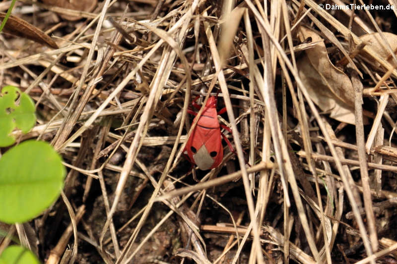 Probergrothius nigricornis-1