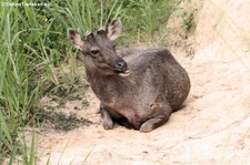 Sambar (Rusa unicolor cambojensis) im Kui Buri National Park, Thailand