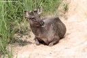 Rusa unicolor cambojensis