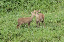 Junge Sambarhirsche (Rusa unicolor cambojensis) im Kui Buri National Park, Thailand